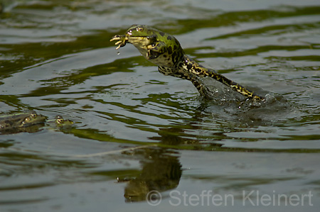 Teichfrosch (Rana kl. esculenta)  - 09